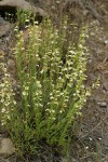 Hot Rock Penstemon