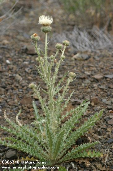 Cirsium canovirens