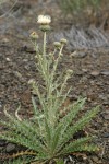 Gray-green Thistle