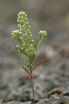 Small Alyssum