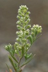 Small Alyssum blossoms & foliage detail