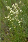 Northern Bedstraw