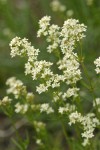 Northern Bedstraw