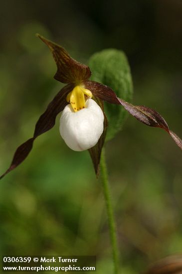 Cypripedium montanum