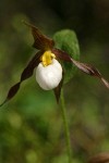 Mountain Ladyslipper blossom