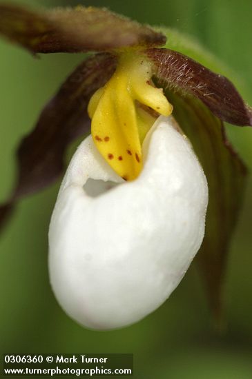 Cypripedium montanum