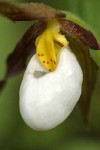 Mountain Ladyslipper blossom extreme detail