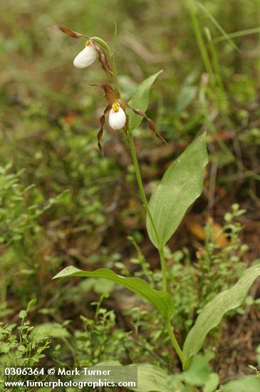 Cypripedium montanum