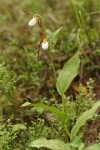 Mountain Ladyslipper w/ two blossoms