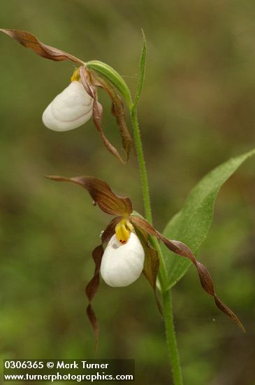 Cypripedium montanum