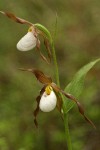 Mountain Ladyslipper w/ two blossoms detail