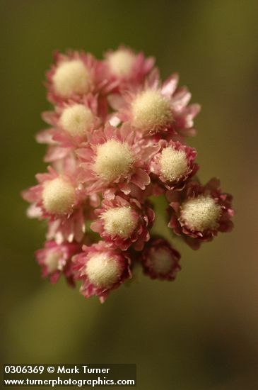 Antennaria rosea