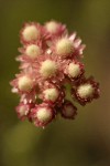 Rosy Pussytoes blossoms extreme detail