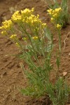 Western Hawksbeard