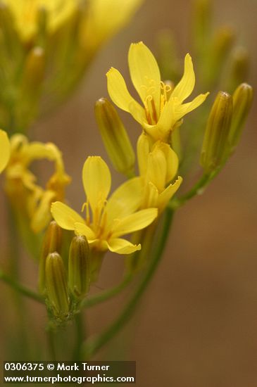 Crepis runcinata