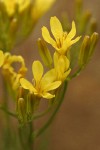 Western Hawksbeard blossoms detail