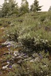 Summer snow on Big Sagebrush & Upland Larkspur