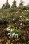 Summer snow on Big Sagebrush, Oregon Sunshine & Upland Larkspur