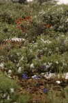 Summer snow on Big Sagebrush, Wavy-leaved Paintbrush & Upland Larkspur