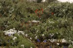 Summer snow on Big Sagebrush, Wavy-leaved Paintbrush & Upland Larkspur