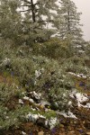 Summer snow on Big Sagebrush, Oregon Sunshine & Upland Larkspur w/ Ponderosa Pines bkgnd