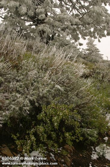 Artemisia tridentata; Ribes cereum; Pinus ponderosa