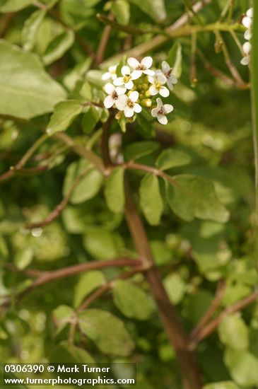 Rorippa nasturtium-aquaticum