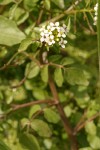 Water Cress blossoms & foliage detail