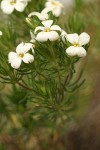 Nuttall's Linanthus blossoms & foliage detail