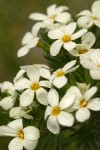 Nuttall's Linanthus blossoms detail