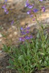 Rydberg's Penstemon