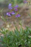 Rydberg's Penstemon