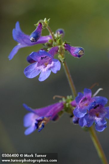 Penstemon rydbergii