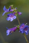 Rydberg's Penstemon blossoms detail