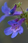 Rydberg's Penstemon blossom extreme detail