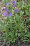 Rydberg's Penstemon