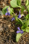 Early Blue Violet