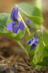 Early Blue Violet blossom & foliage detail