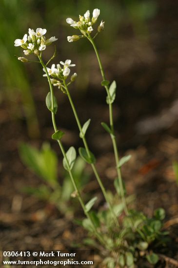 Thlaspi montanum var. montanum (T. fendleri var. glaucum)