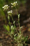 Rock Pennycress