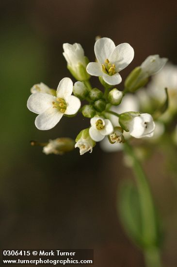 Thlaspi montanum var. montanum (T. fendleri var. glaucum)