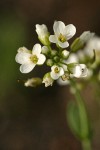 Rock Pennycress blossoms detail