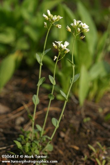 Thlaspi montanum var. montanum (T. fendleri var. glaucum)