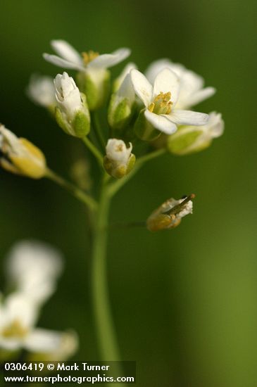 Thlaspi montanum var. montanum (T. fendleri var. glaucum)