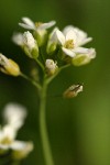 Rock Pennycress blossoms detail