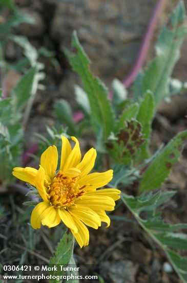 Balsamorhiza serrata