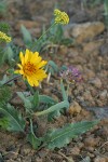 Serrate Balsamroot w/ Tolmie's Onion