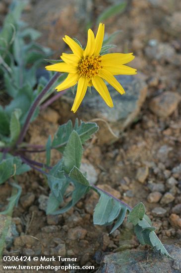 Balsamorhiza serrata