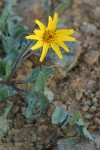 Serrate Balsamroot