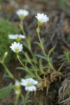 Meadow Chickweed